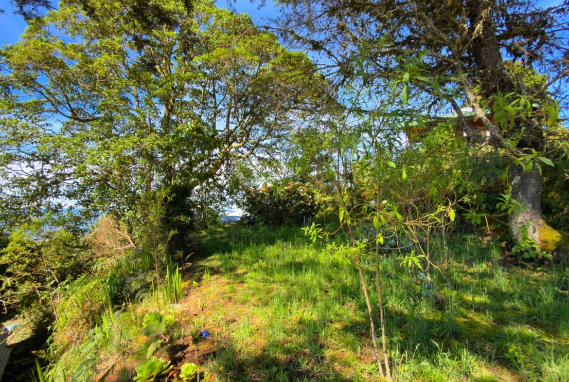 Sunlit garden with tall trees, green grass, and a narrow dirt path winding through shrubs.