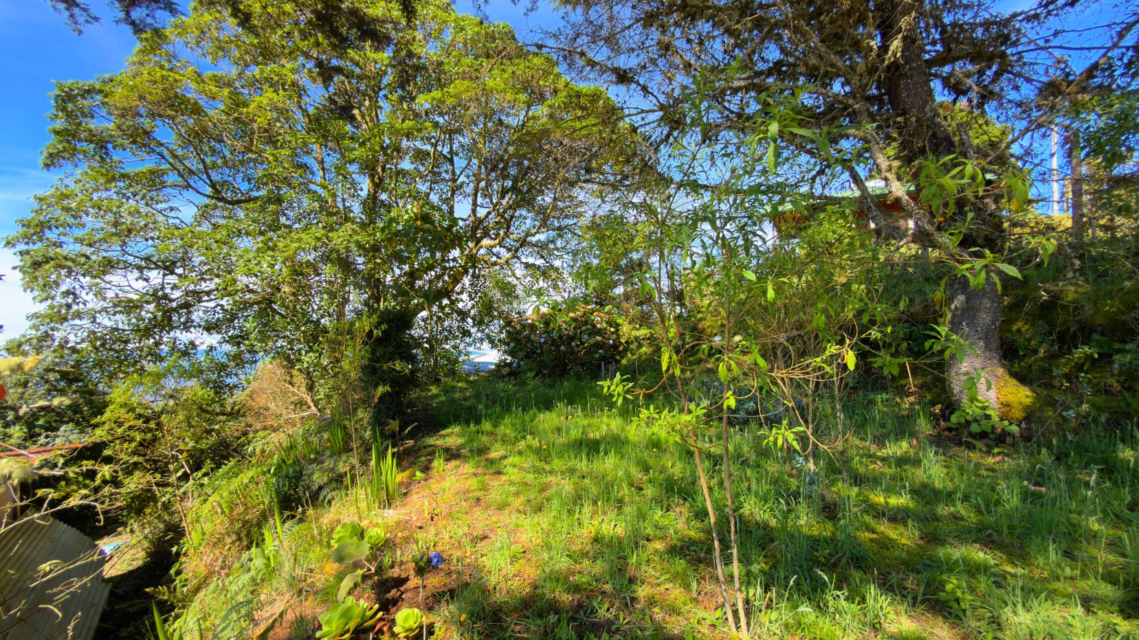 Sunlit garden with tall trees, green grass, and a narrow dirt path winding through shrubs.