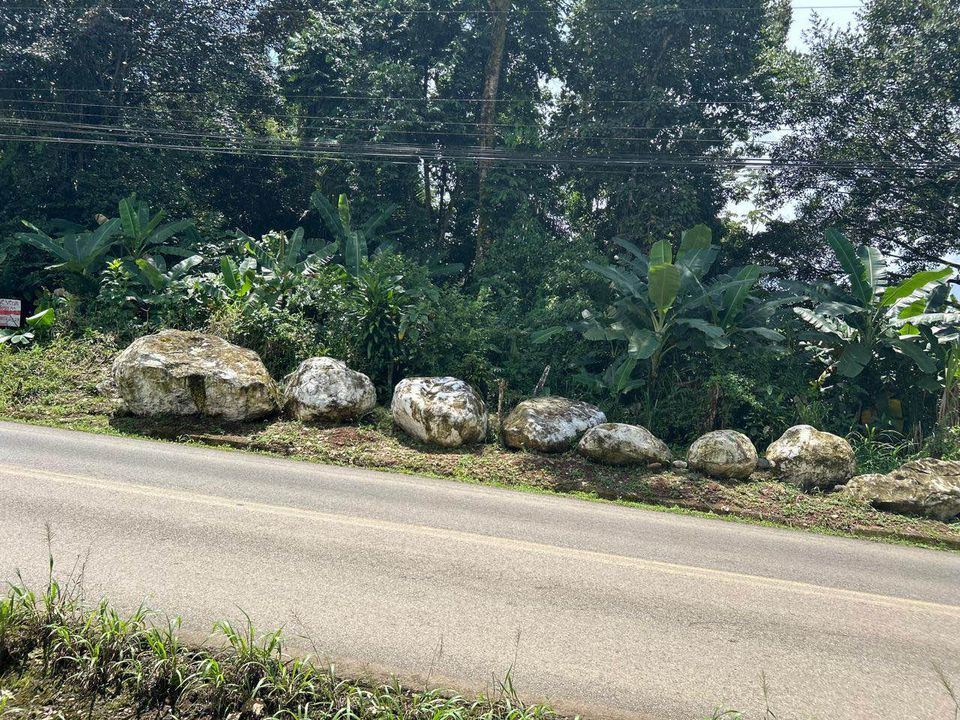 Row of large, white rocks lining a roadside with tropical plants (banana trees) behind them and dense trees in the background.