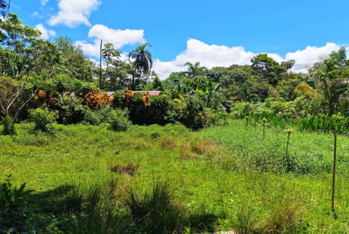 Lush tropical backyard with dense shrubs, banana plants, and a bright blue sky.
