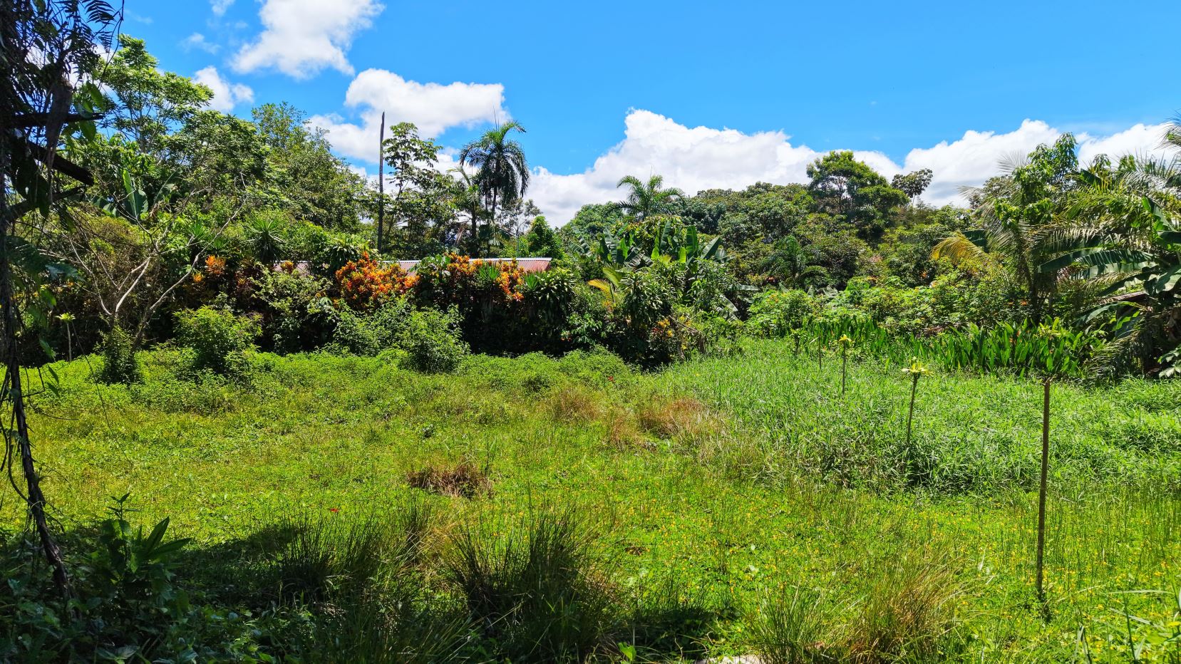 Lush tropical backyard with dense shrubs, banana plants, and a bright blue sky.