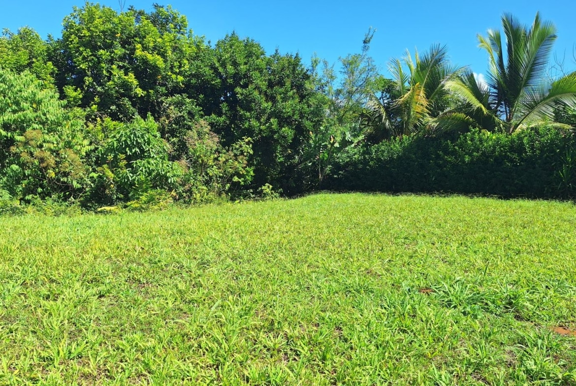 Sunny outdoor yard with a green lawn, dense tropical trees, and palm trees against a bright blue sky.