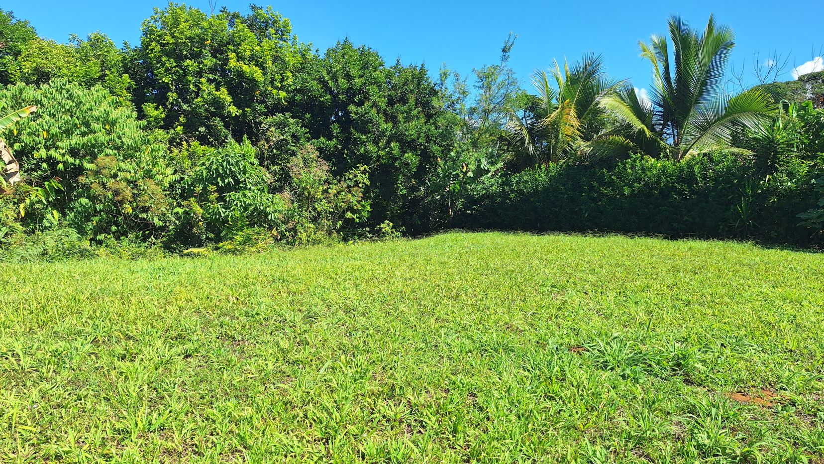 Sunny outdoor yard with a green lawn, dense tropical trees, and palm trees against a bright blue sky.