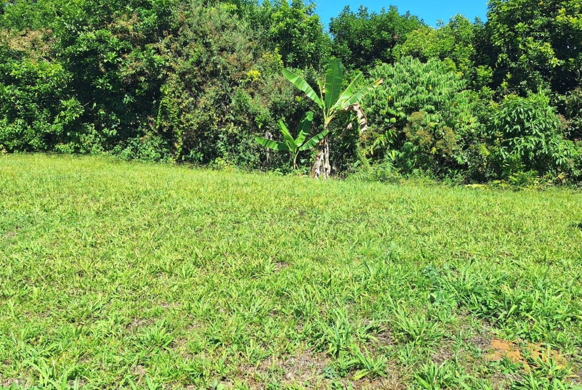 Sunlit grassy field with a small banana plant and dense tropical trees in the background.