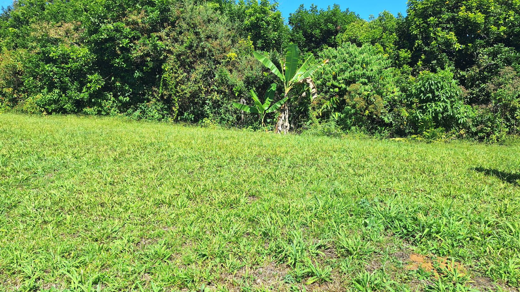 Sunlit grassy field with a small banana plant and dense tropical trees in the background.