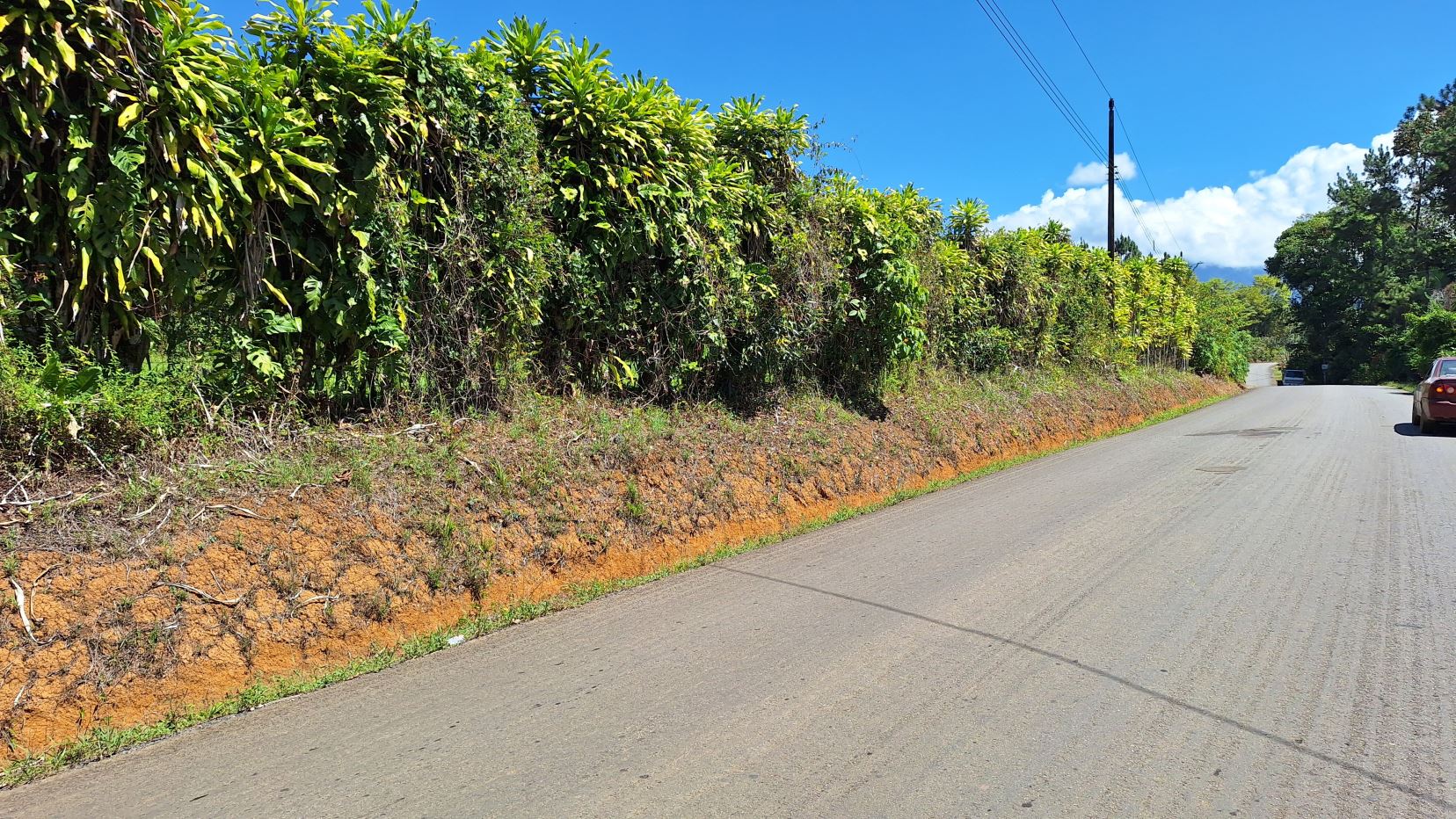 Sunny street scene with a tall green hedge along the left, orange soil bank, utility pole, and distant cars under a blue sky.