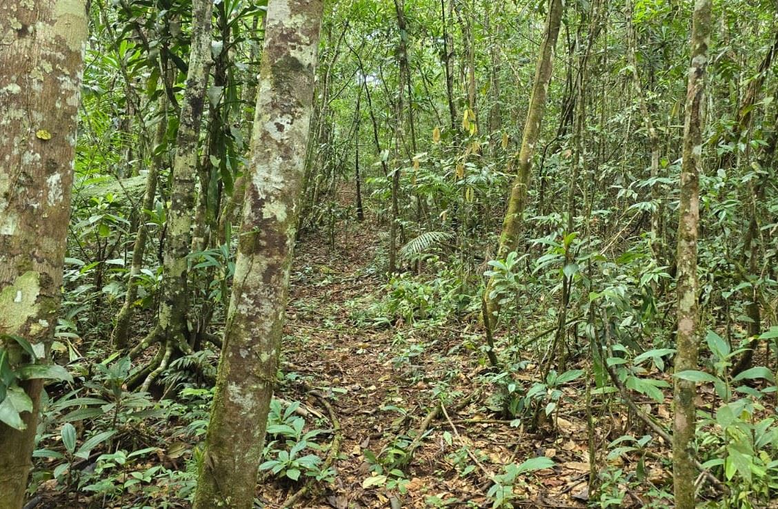 Narrow dirt path winding through a dense tropical forest with tall trees and green undergrowth