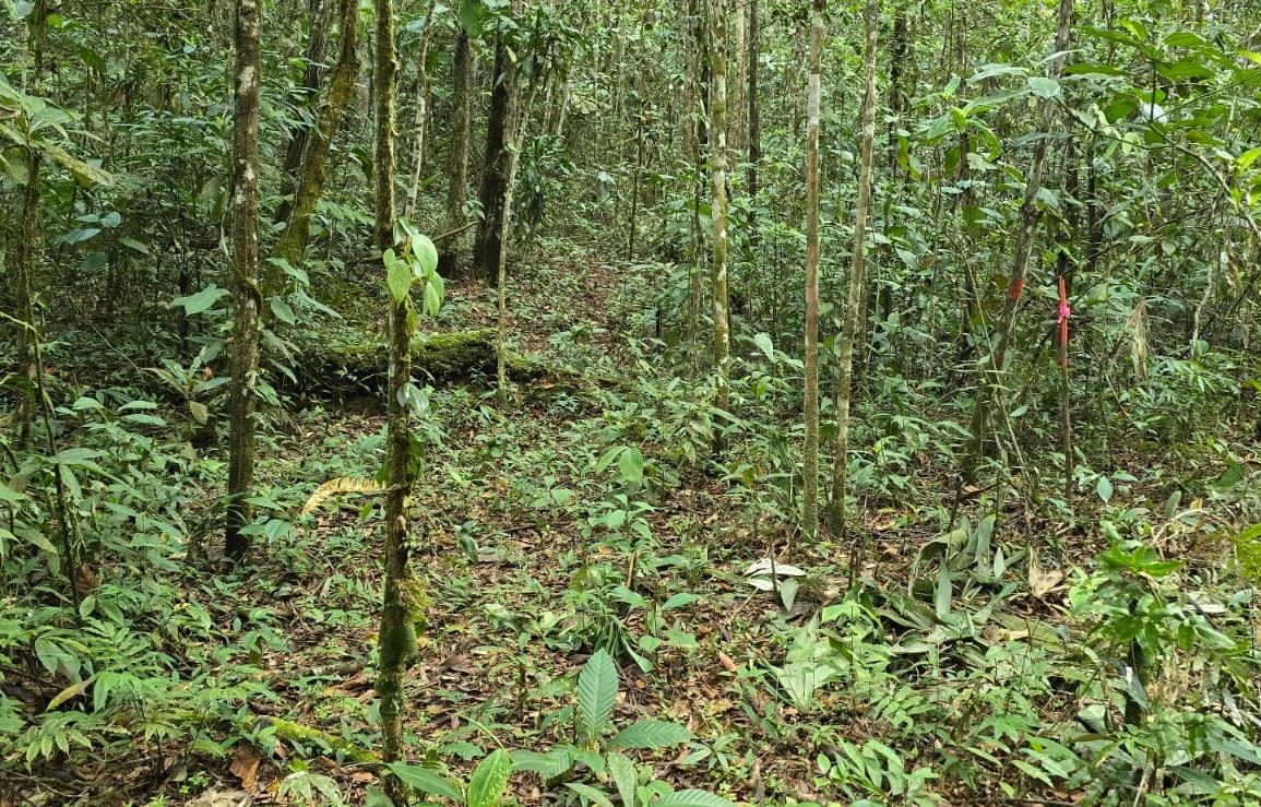 Dense tropical forest with a narrow, leaf-covered trail winding through trees.