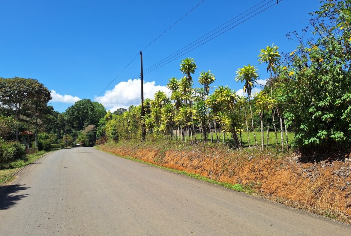 Paved rural road flanked by tall palm trees under a bright blue sky with power lines overhead