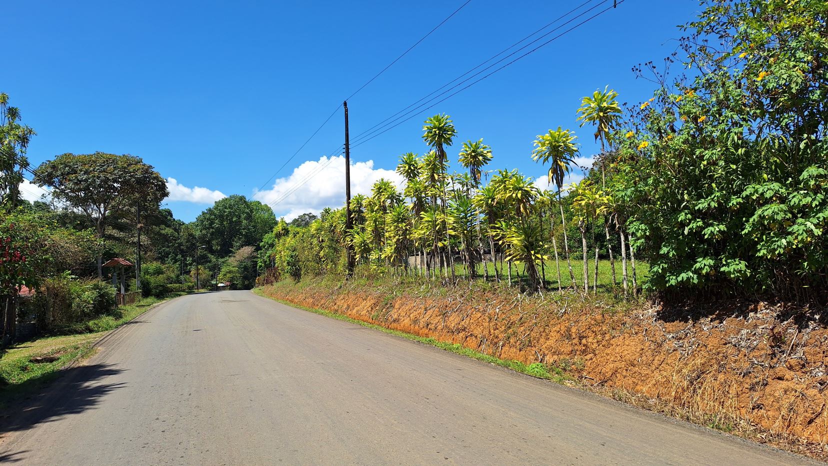 Paved rural road flanked by tall palm trees under a bright blue sky with power lines overhead