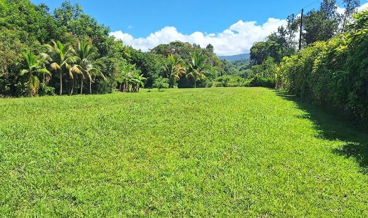Bright green grassy field bordered by palm trees on the left and a tall hedge on the right under a blue sky with fluffy clouds.