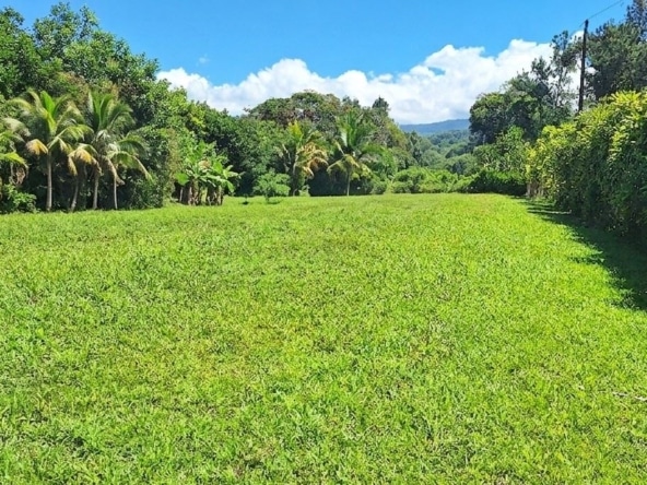 Bright green grassy field bordered by palm trees on the left and a tall hedge on the right under a blue sky with fluffy clouds.