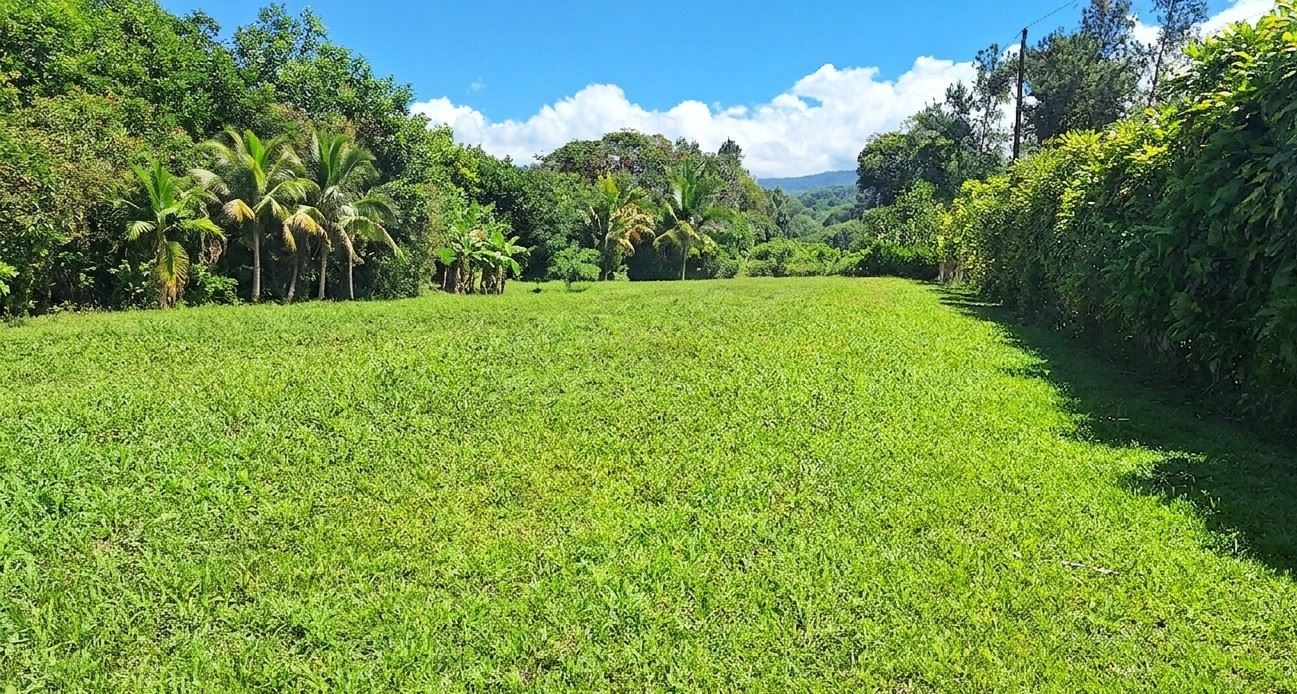 Bright green grassy field bordered by palm trees on the left and a tall hedge on the right under a blue sky with fluffy clouds.