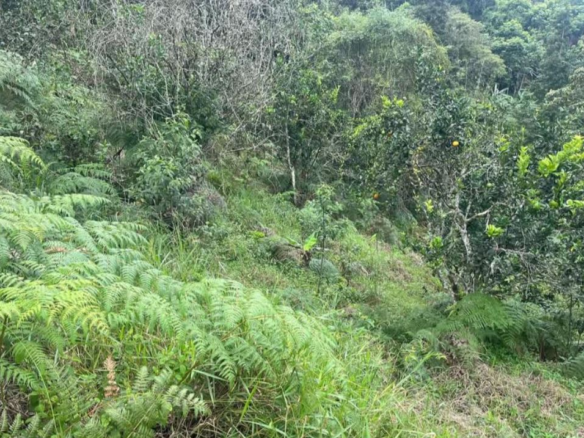 Dense green hillside with ferns and shrubs in a forested area, foreground ferns prominently in view.