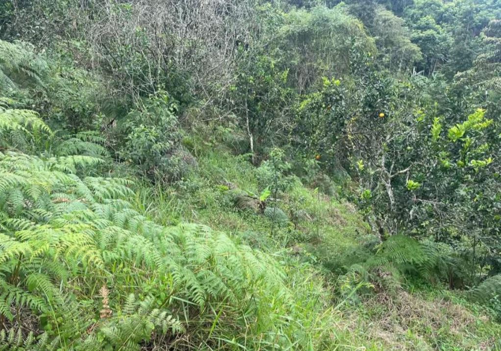 Dense green hillside with ferns and shrubs in a forested area, foreground ferns prominently in view.
