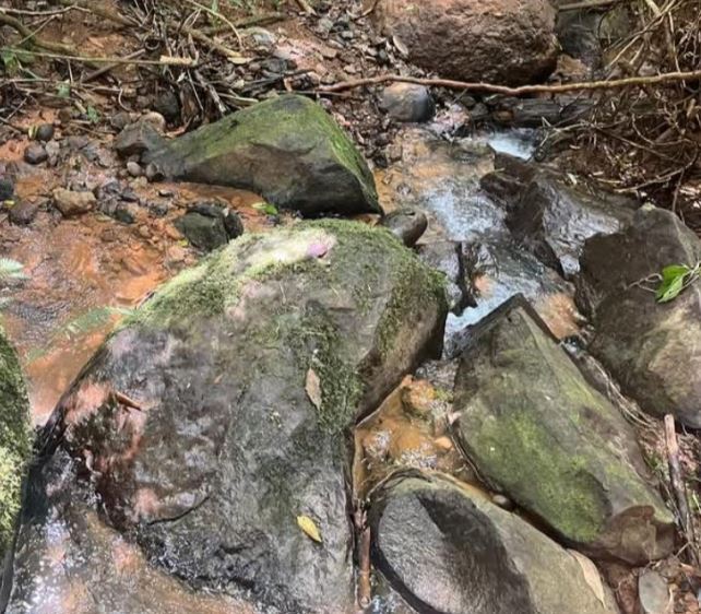 Mossy rocks line a narrow forest stream with water trickling over them in a damp woodland setting.