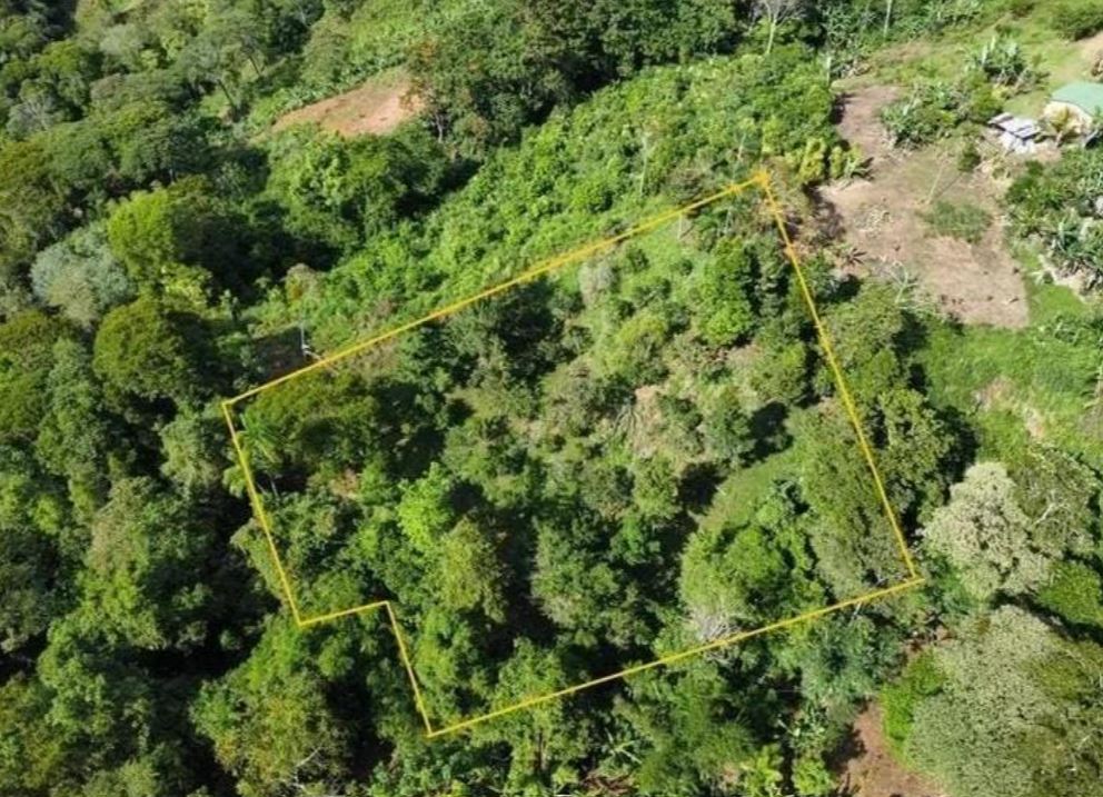 Aerial view of a densely wooded plot outlined in yellow, showing irregular boundaries and surrounding greenery.