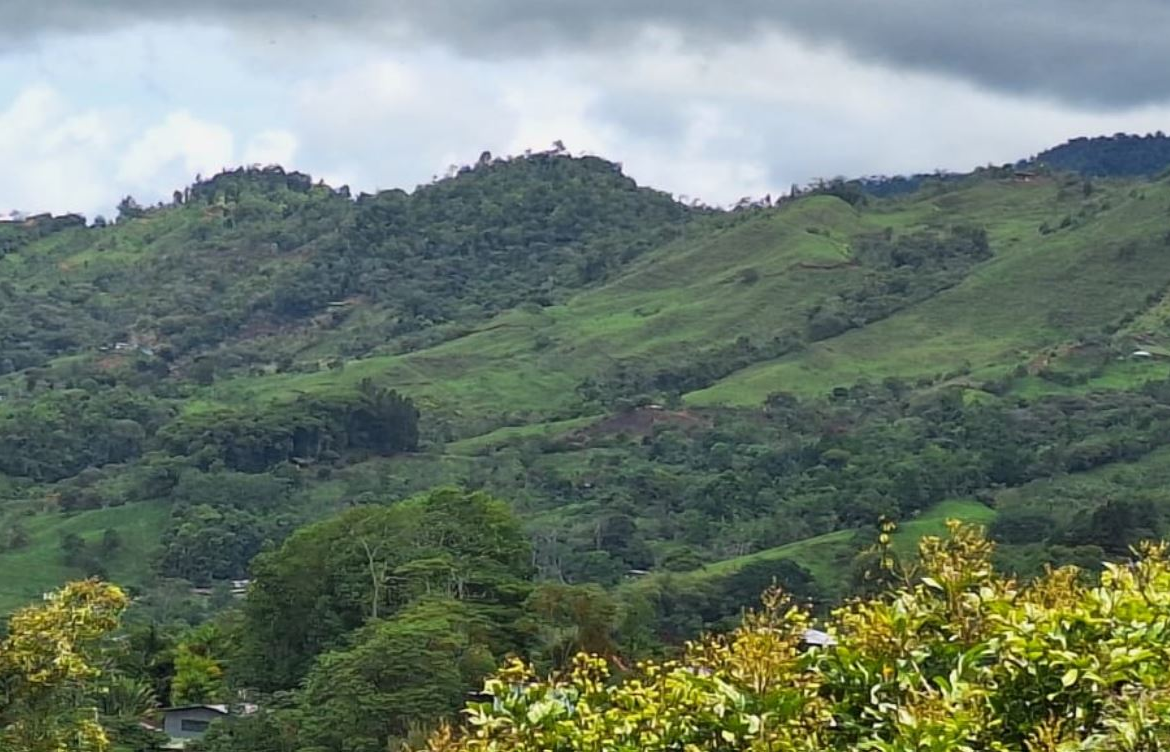 Lush green rolling hills under a cloudy sky, with trees scattered across the slopes and yellow-green shrubbery in the foreground.