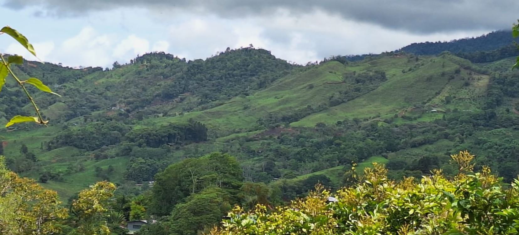 Lush green rolling hills under a cloudy sky, with trees scattered across the slopes and yellow-green shrubbery in the foreground.