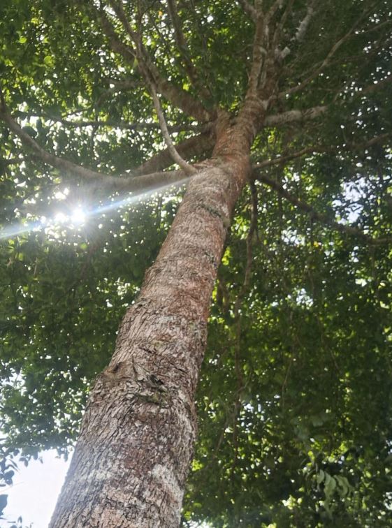 Low-angle view of a tall tree trunk reaching into a green leafy canopy, with sunlight streaming through the branches.