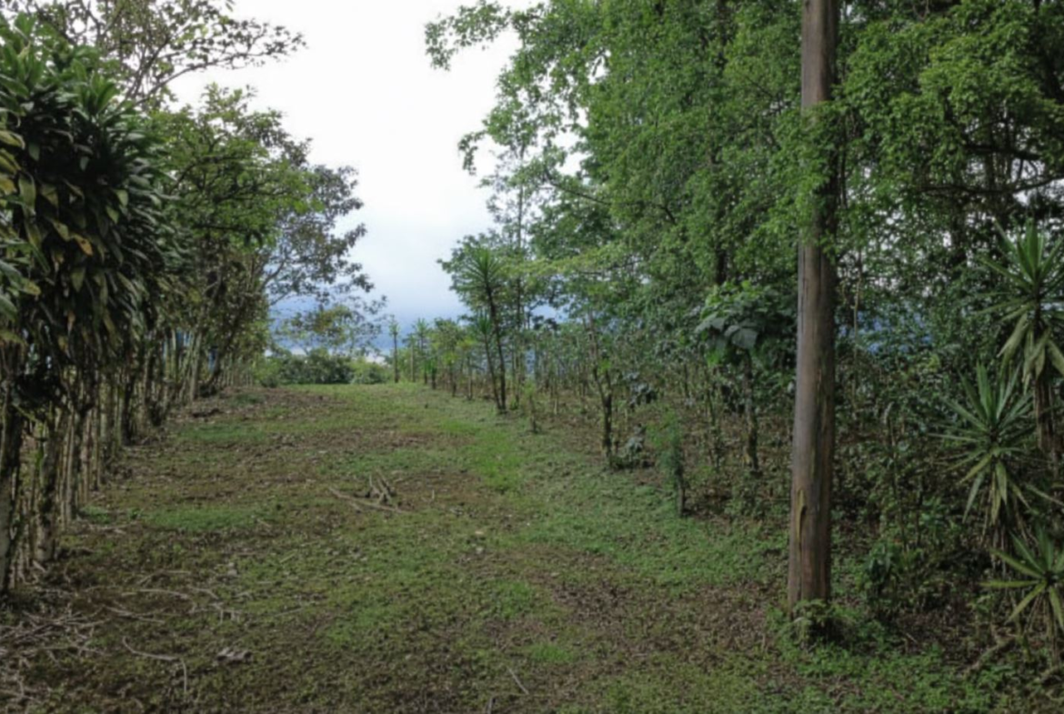 Dirt path through a green grove with trees and shrubs on both sides, leading toward a distant horizon under an overcast sky.