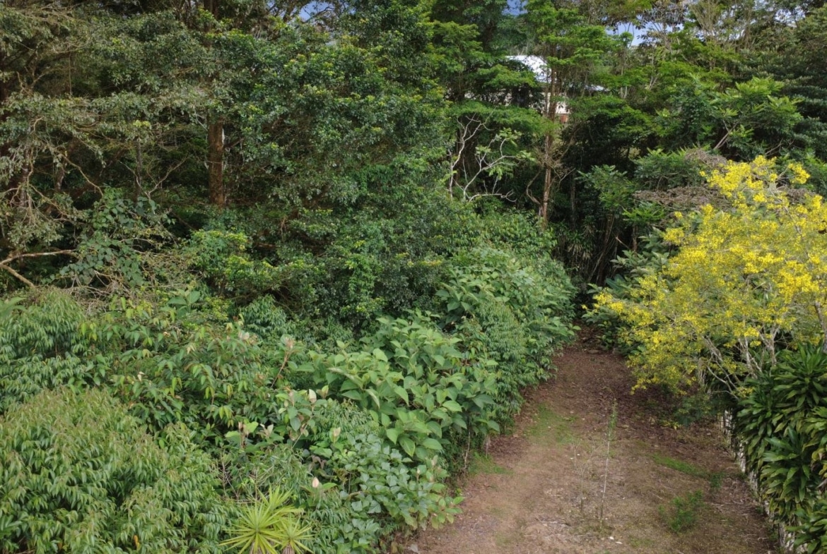 Narrow dirt path through a dense green garden, with a bright yellow flowering bush along the right edge and trees surrounding.