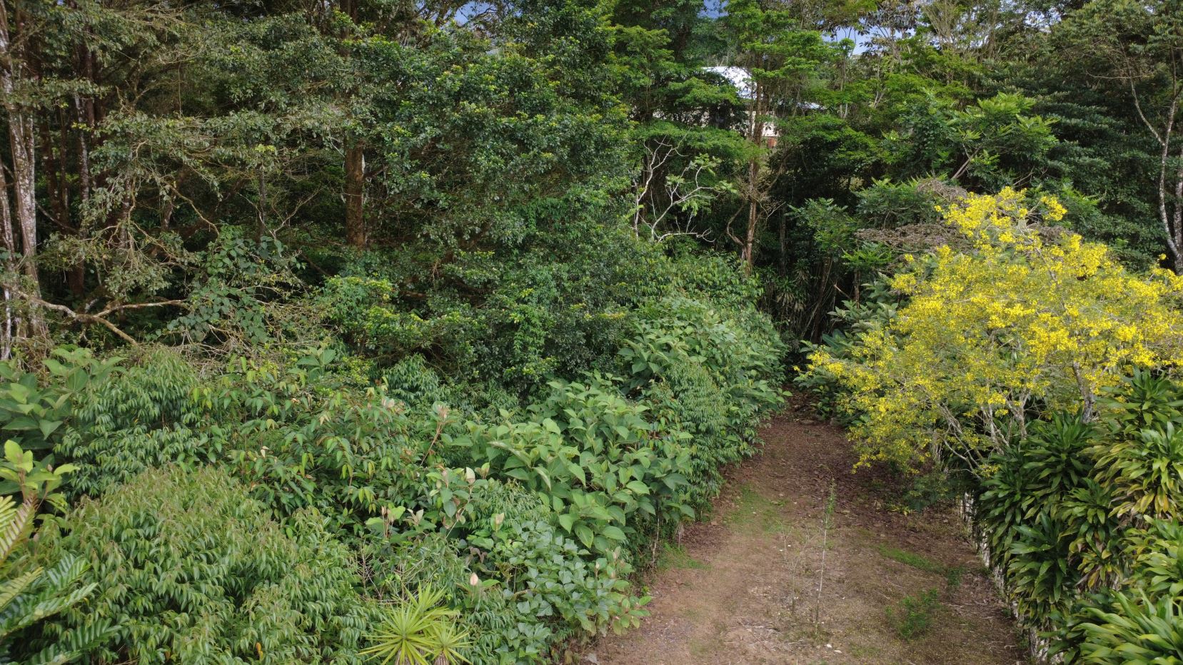 Narrow dirt path through a dense green garden, with a bright yellow flowering bush along the right edge and trees surrounding.