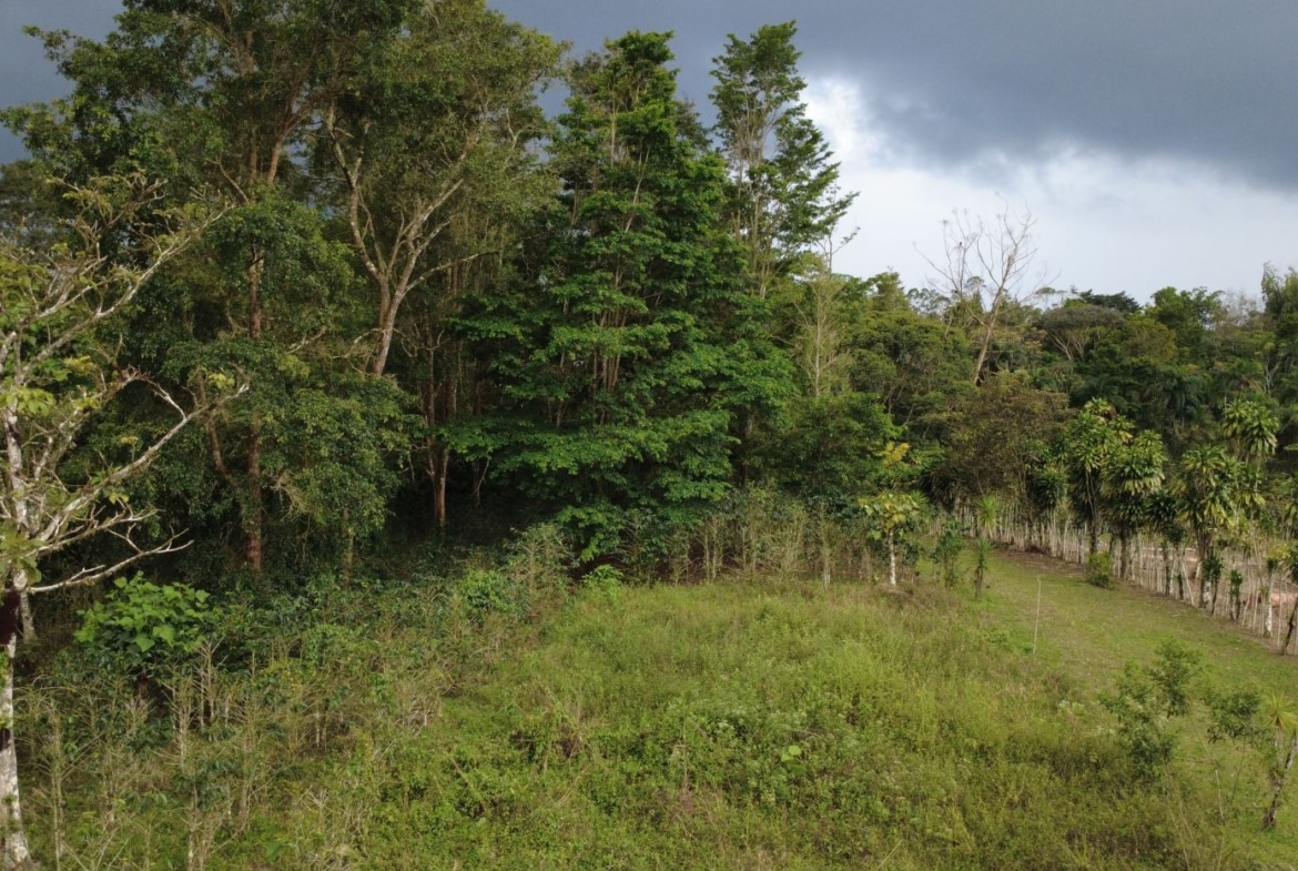 Dense tropical forest with a grassy clearing and a line of trees along a fence, under dark storm clouds on the horizon.