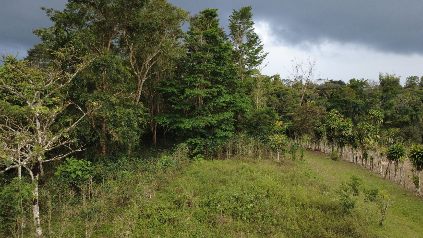 Dense tropical forest with a grassy clearing and a line of trees along a fence, under dark storm clouds on the horizon.