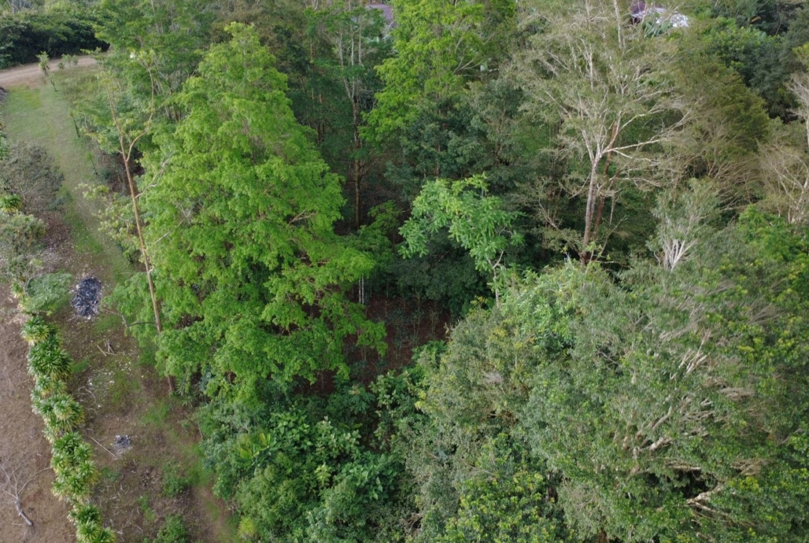 Aerial view of dense green forest with a small grassy clearing and a row of trees along the left edge.