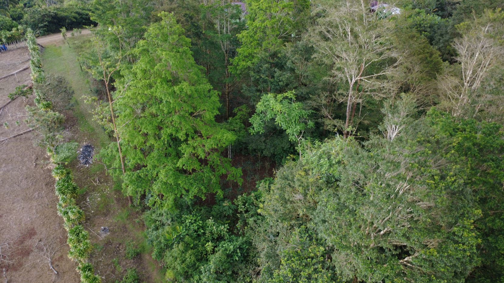 Aerial view of dense green forest with a small grassy clearing and a row of trees along the left edge.