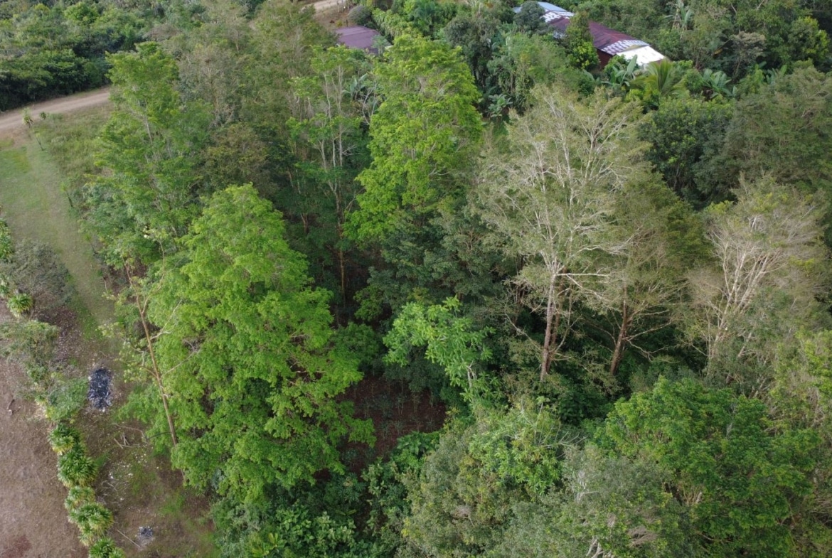 Aerial view of a dense green forest with a dirt road along the left edge and houses at the top edge.