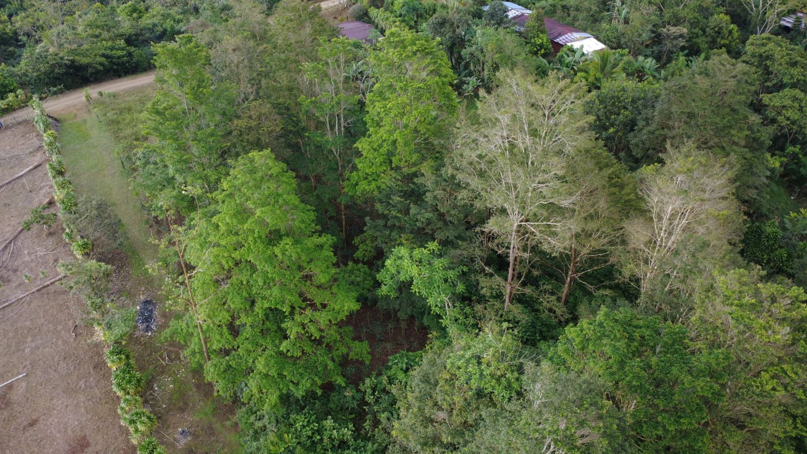 Aerial view of a dense green forest with a dirt road along the left edge and houses at the top edge.