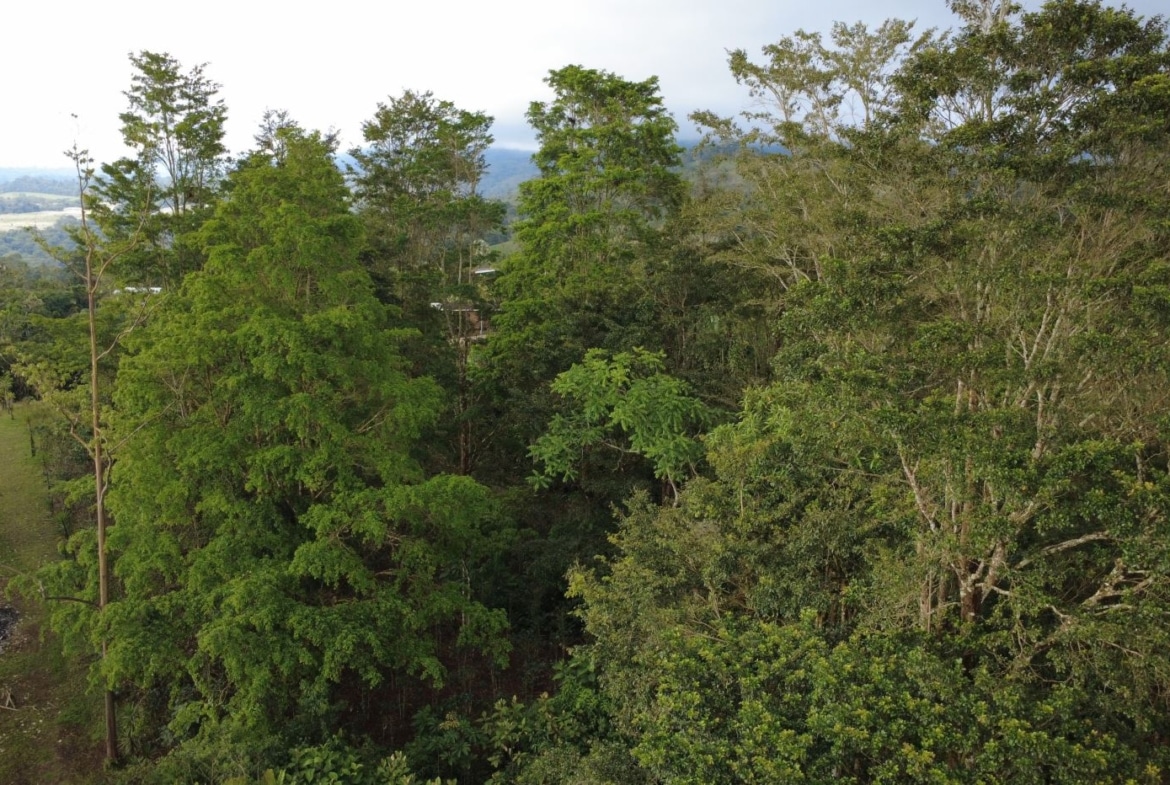 Aerial view of a dense green forest with tall and medium trees stretching toward a distant horizon of hills and sky.