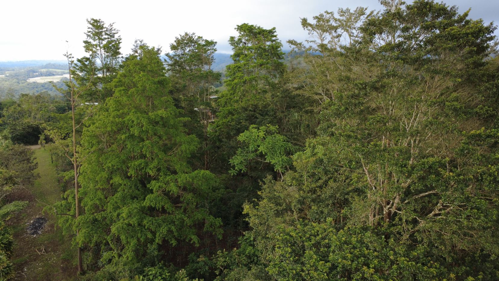 Aerial view of a dense green forest with tall and medium trees stretching toward a distant horizon of hills and sky.