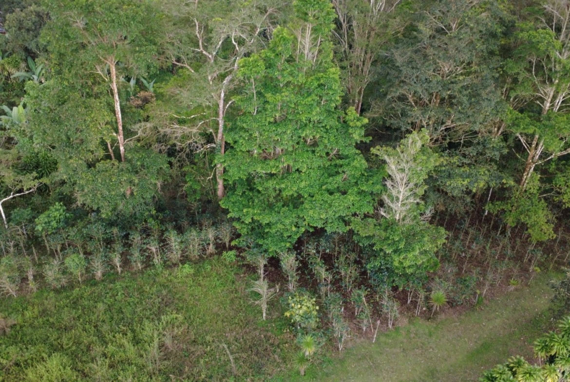 Aerial view of a dense green forest with a strip of young, evenly spaced trees along a clearing at the bottom edge.