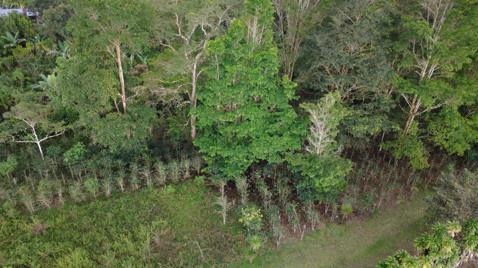 Aerial view of a dense green forest with a strip of young, evenly spaced trees along a clearing at the bottom edge.