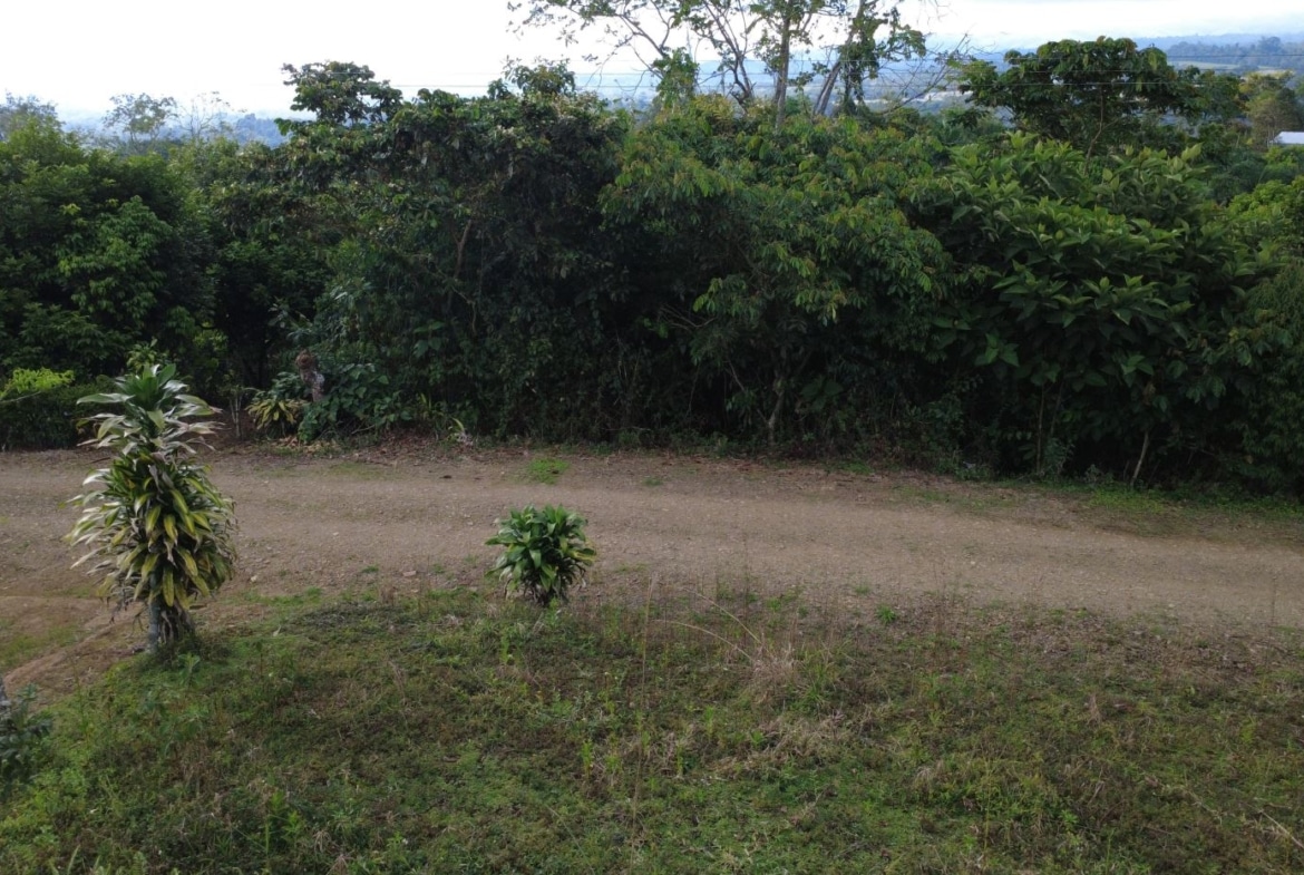Dirt path in a rural yard with small ornamental shrubs in the foreground and dense green trees in the background.