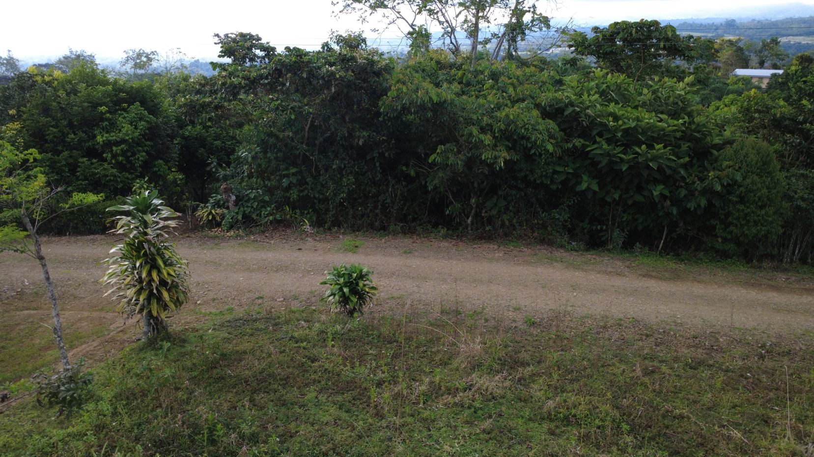 Dirt path in a rural yard with small ornamental shrubs in the foreground and dense green trees in the background.