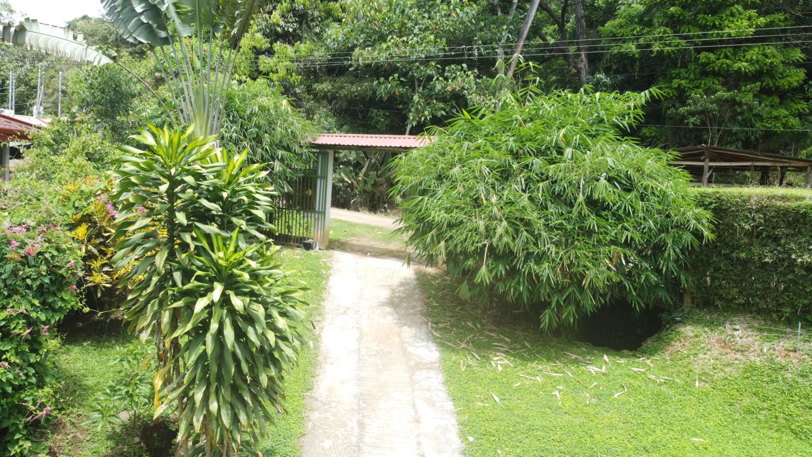Concrete path through a lush garden leading to a metal gate, flanked by dense tropical plants and bamboo on both sides.