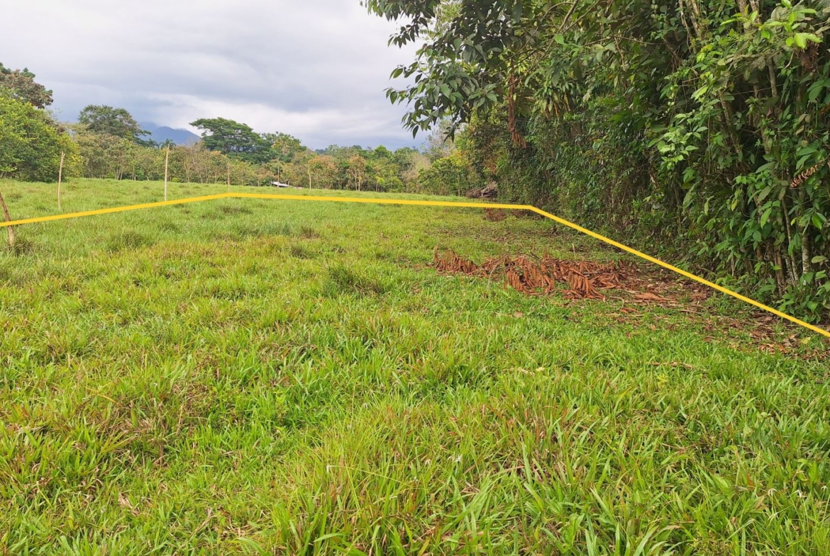 Open grassy field bordered by yellow boundary tape, with trees left and a dense hedge on the right.