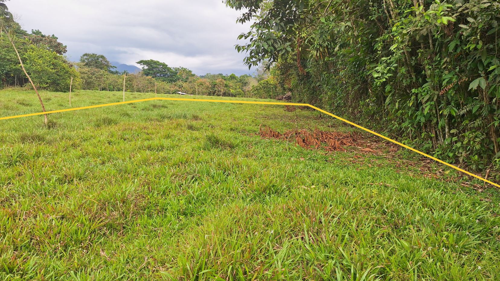 Open grassy field bordered by yellow boundary tape, with trees left and a dense hedge on the right.