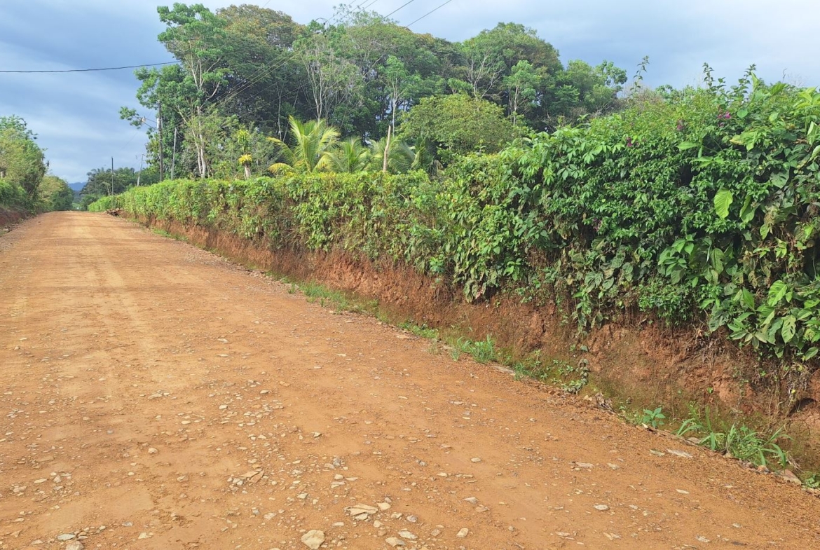 Dusty red dirt road flanked by dense green hedges and trees, with power lines overhead