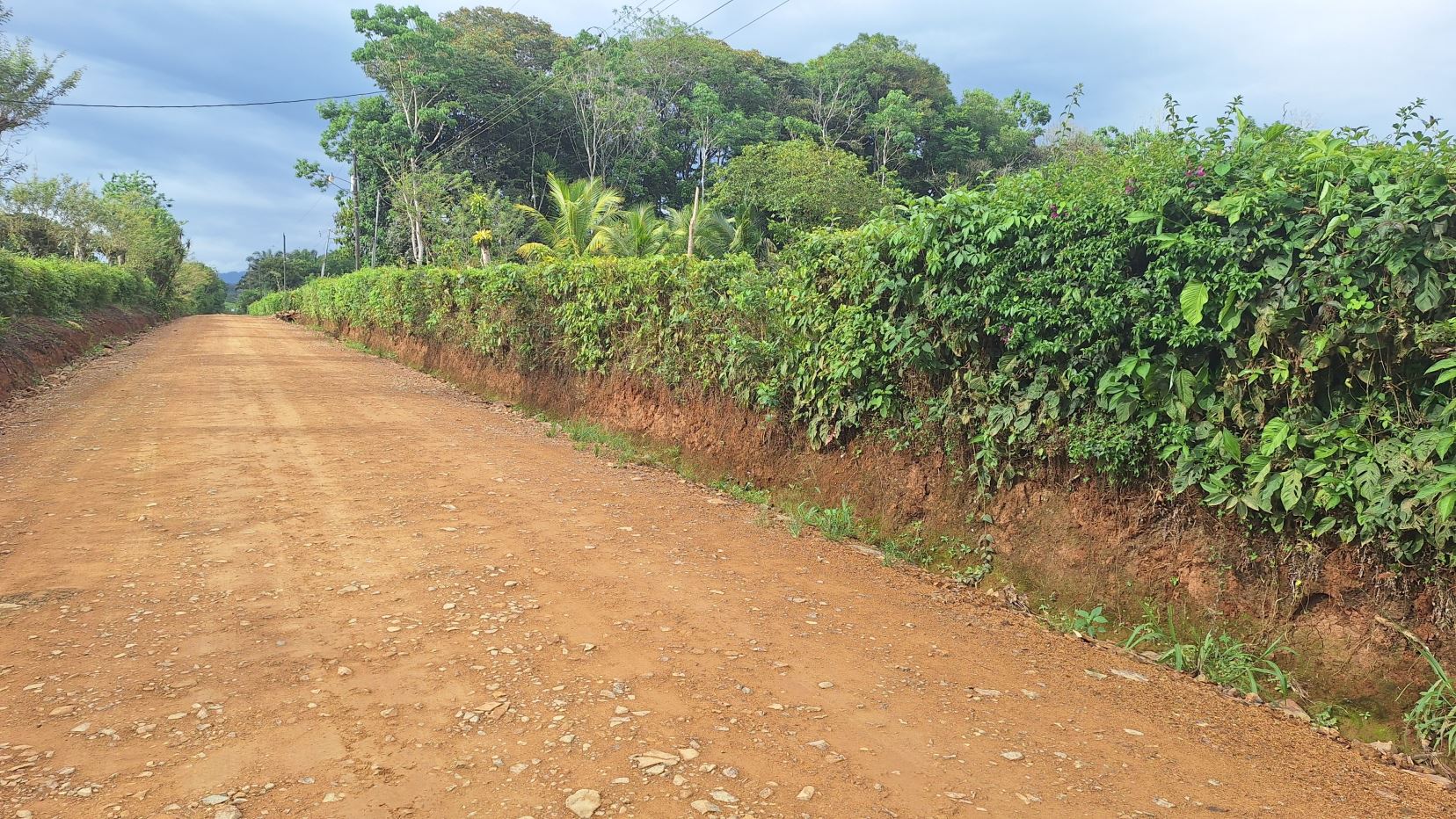 Dusty red dirt road flanked by dense green hedges and trees, with power lines overhead