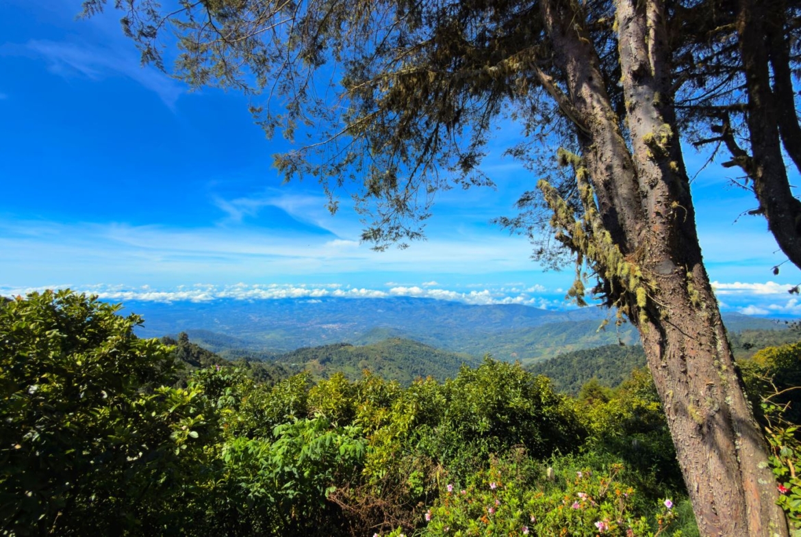 Vast mountain vista with rolling green hills, bright blue sky, and fluffy clouds, seen through leafy foreground shrubs and a large tree trunk on the right.