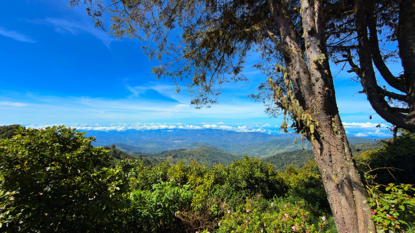 Vast mountain vista with rolling green hills, bright blue sky, and fluffy clouds, seen through leafy foreground shrubs and a large tree trunk on the right.
