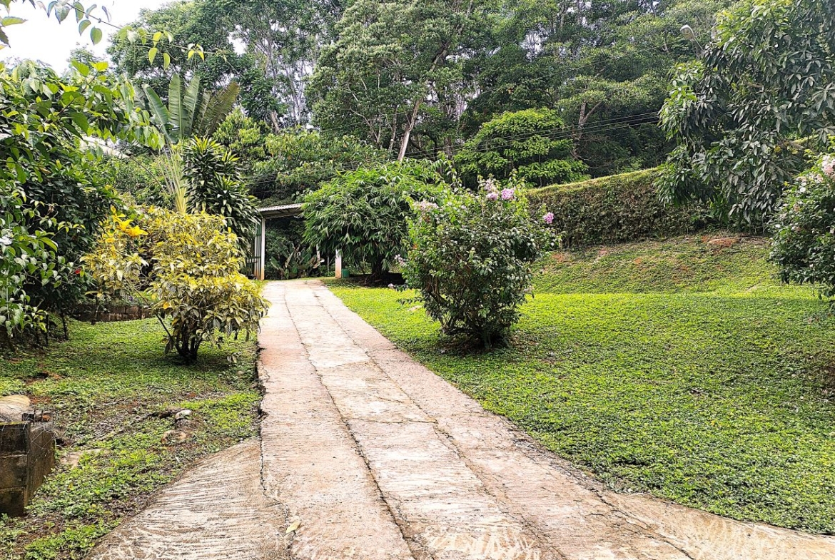 Concrete garden path winds through dense greenery toward a small shed, flanked by flowering shrubs and tall trees on both sides.