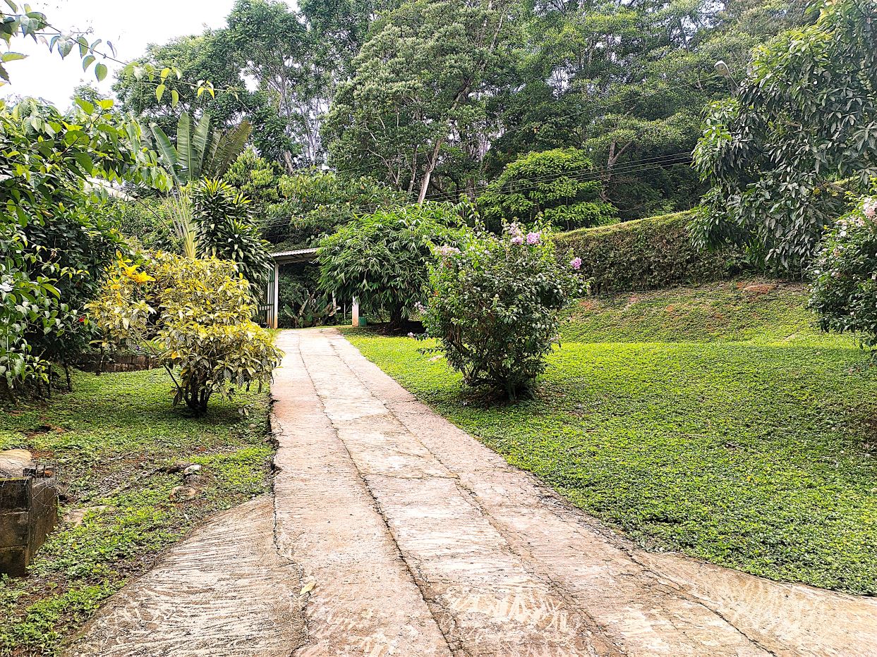 Concrete garden path winds through dense greenery toward a small shed, flanked by flowering shrubs and tall trees on both sides.