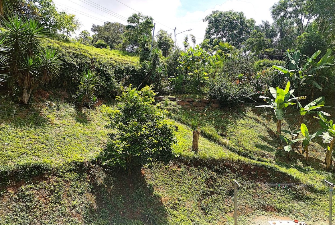 Terraced garden hillside with dense greenery, banana trees, and small shrubs under a bright sky; power lines in the distance.