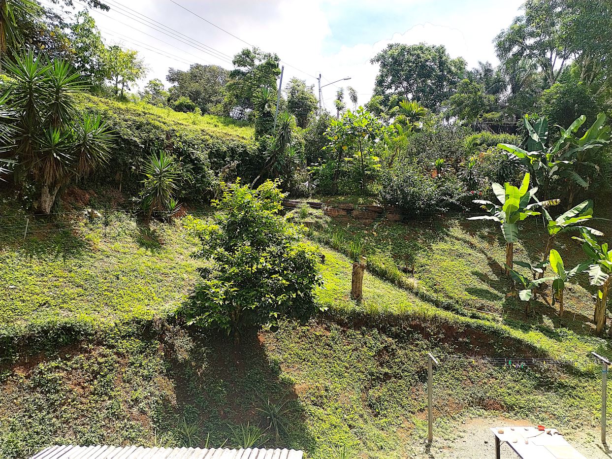 Terraced garden hillside with dense greenery, banana trees, and small shrubs under a bright sky; power lines in the distance.